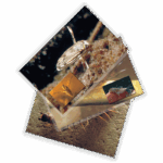 Three overlapping photographs display close-up images of various aquatic macroinvertebrates, featured in the Aquatic Macroinvertebrates: Insect Identification Flashcards - 5882-SA1, including a water insect on sand and a centipede on a rock-like surface.